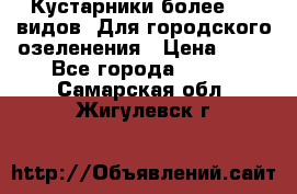 Кустарники более 100 видов. Для городского озеленения › Цена ­ 70 - Все города  »    . Самарская обл.,Жигулевск г.